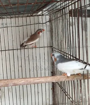 Zebra and Bengali Finch