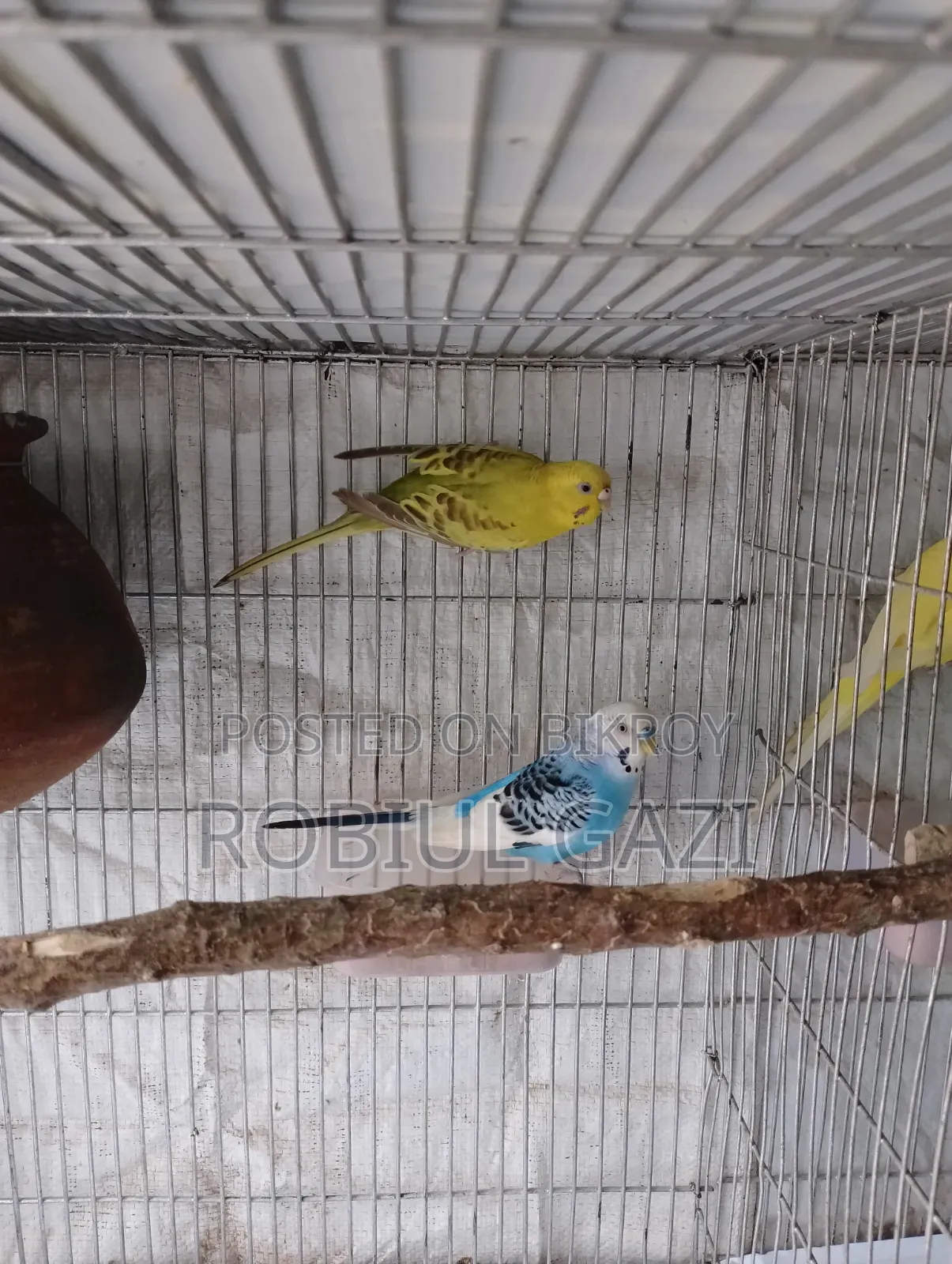 এগুলা সুন্দর বাজরিকা পাখি বিক্রি হবে দুইটি ডিম পাড়ছে মায়া এখনো পারবে