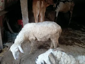 Three sheep for rent or sale, two ewes and one ram