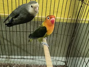 Love Bird Running Jora