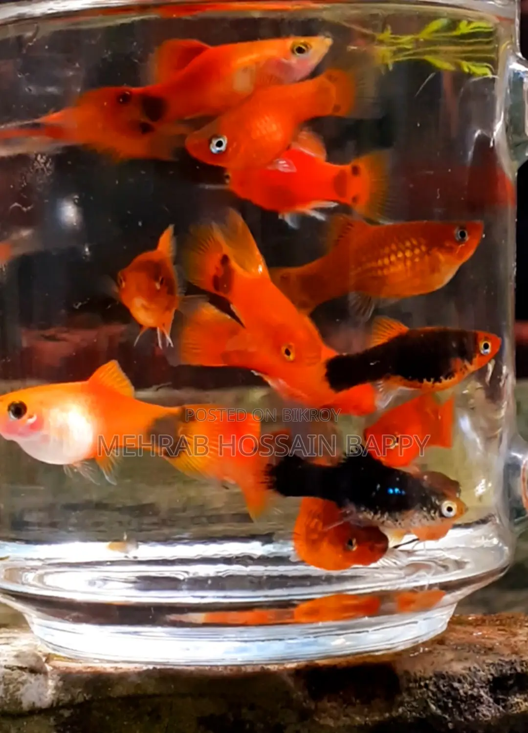 Platy Aquarium Fish