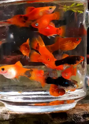 Platy Aquarium Fish/প্লাটি ফিস