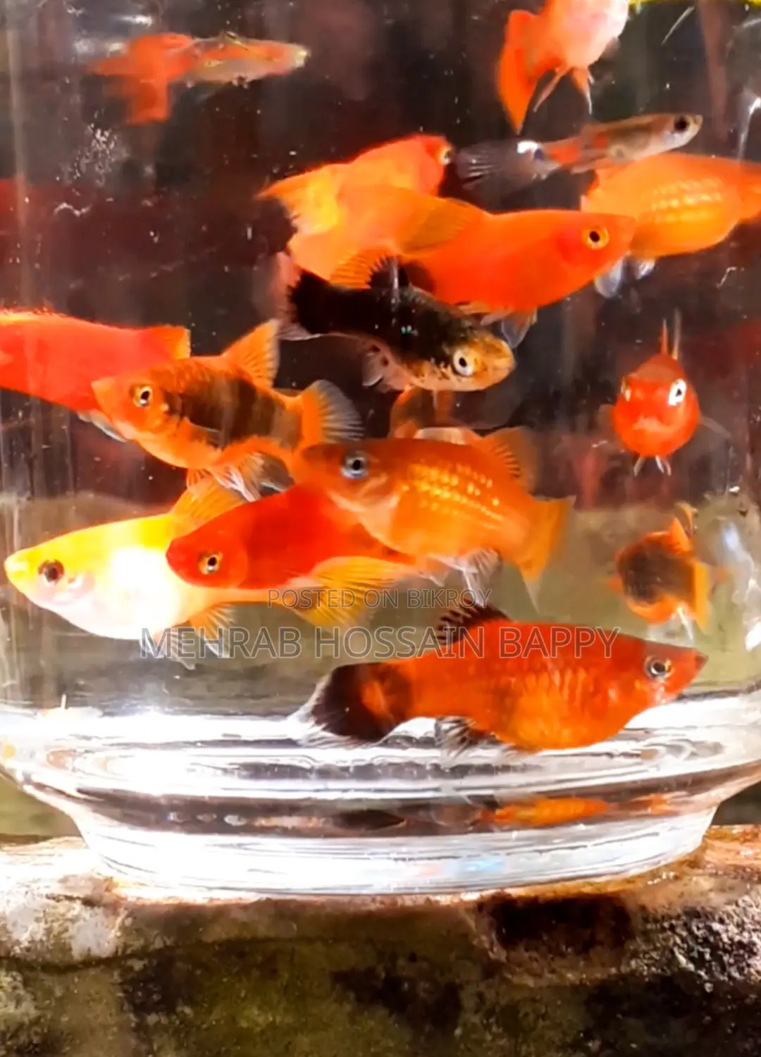 Platy Aquarium Fish