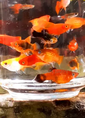 Platy Aquarium Fish