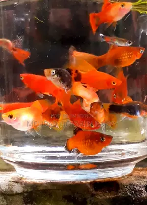Platy Aquarium Fish