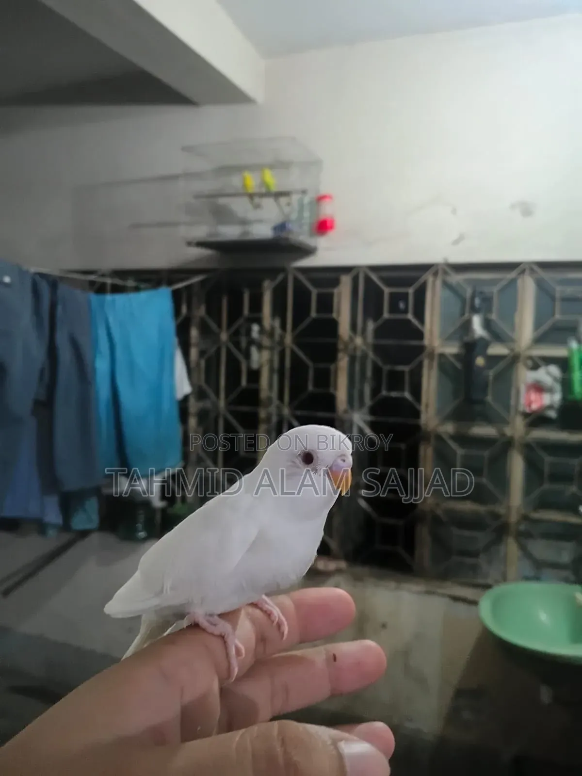 Albino Male, Lutino Female