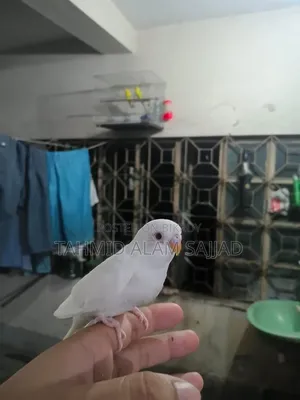 Albino Male, Lutino Female