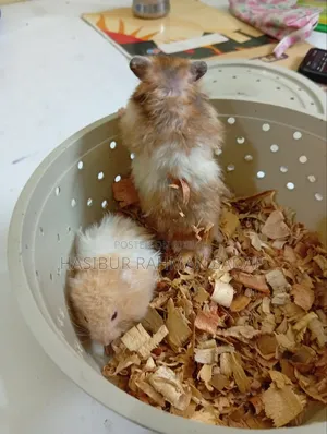 Golden Pair Hamsters or Teddy Bear Hamsters
