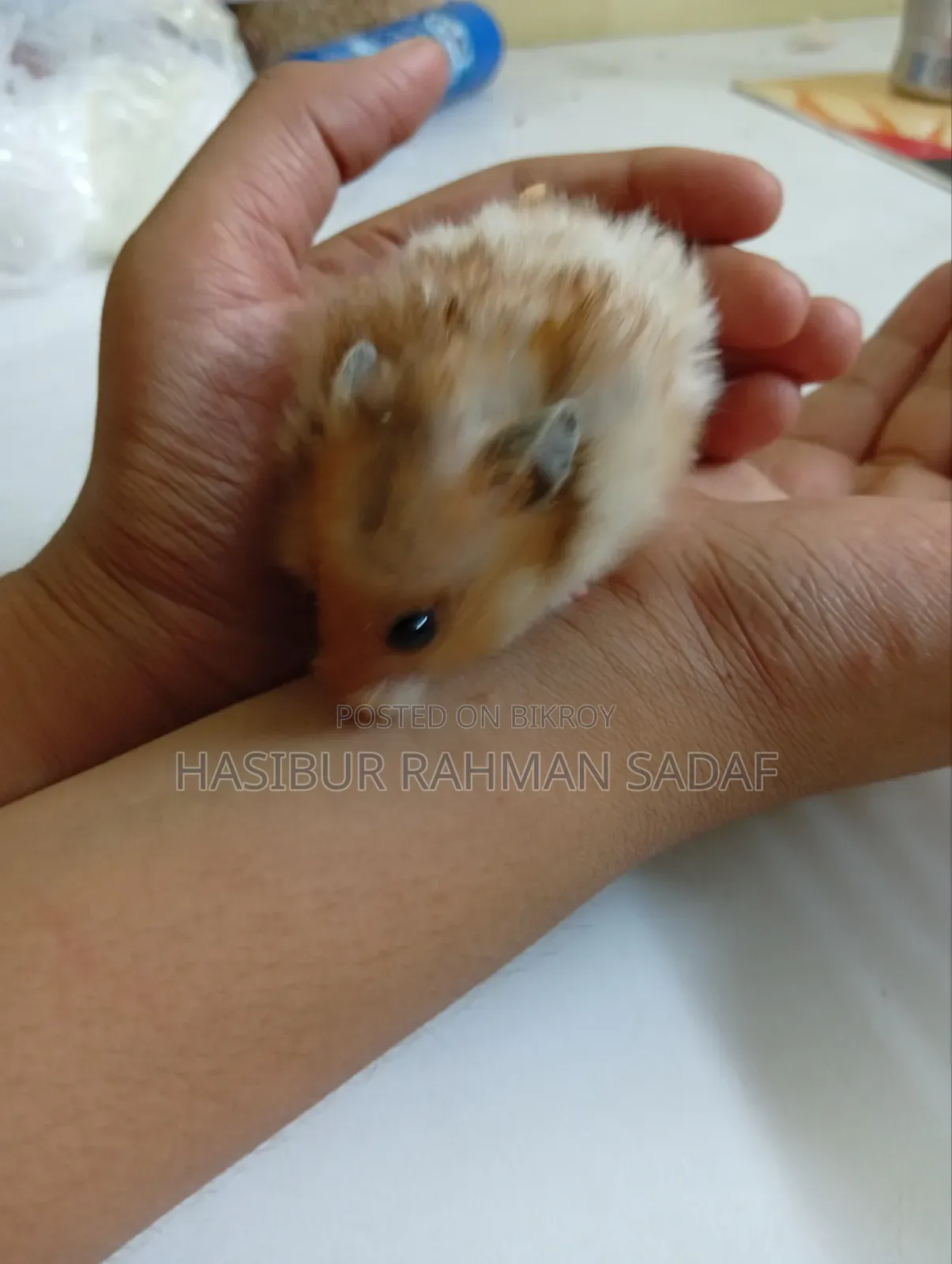 Golden Pair Hamsters or Teddy Bear Hamsters