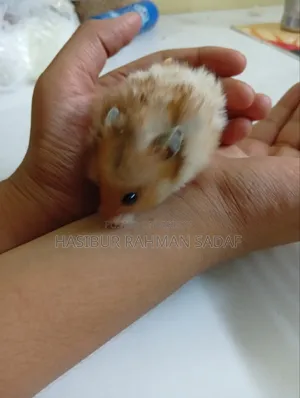 Golden Pair Hamsters or Teddy Bear Hamsters