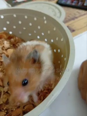 Golden Pair Hamsters or Teddy Bear Hamsters
