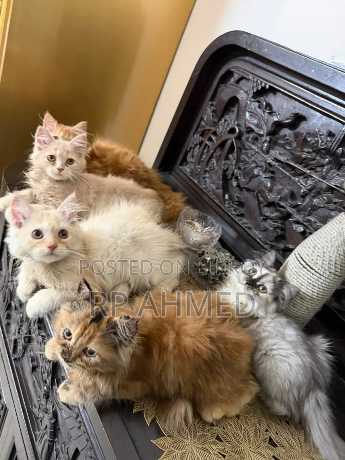 1-3 months Male Purebred Persian