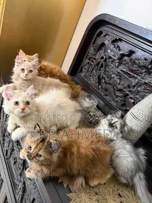 1-3 months Male Purebred Persian