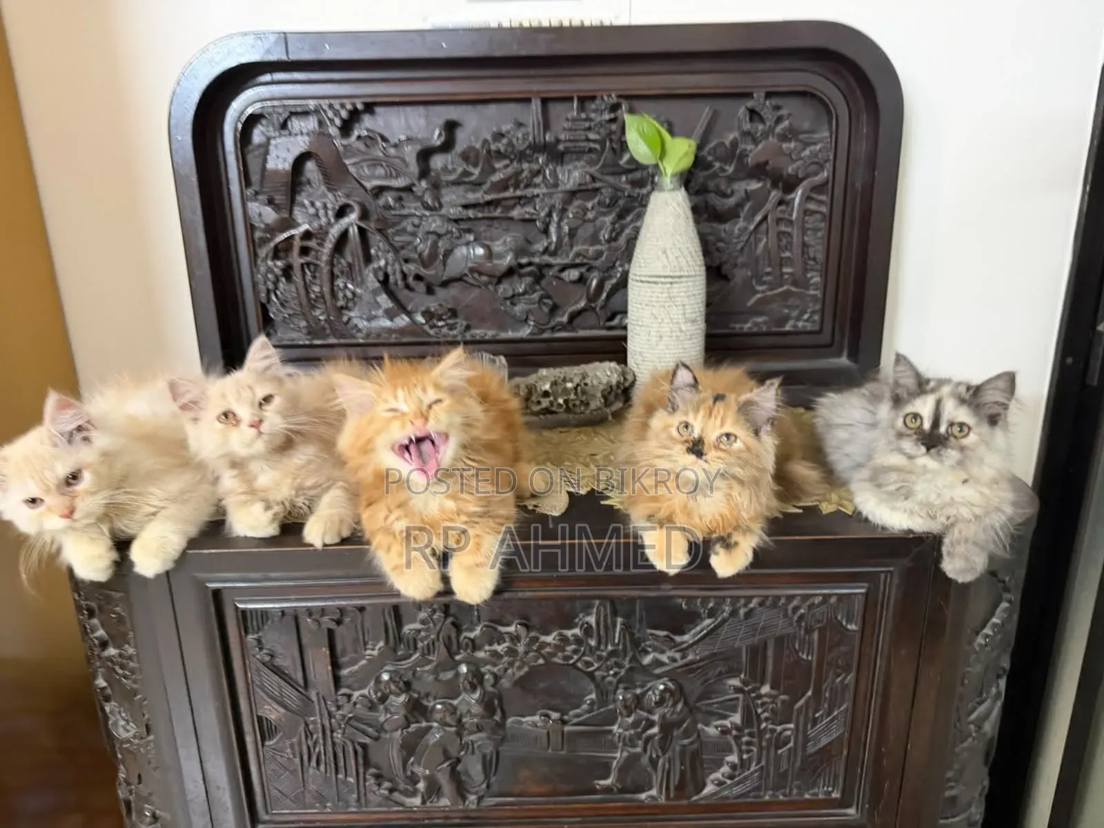 1-3 months Male Purebred Persian