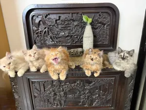 1-3 months Male Purebred Persian