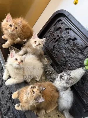 1-3 months Male Purebred Persian