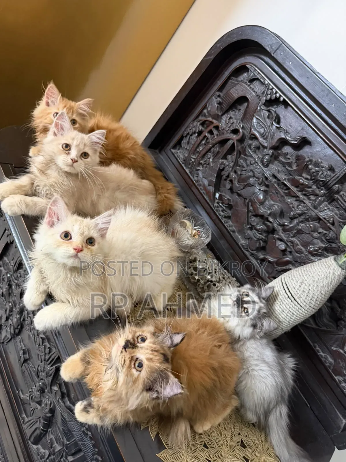 1-3 months Male Purebred Persian
