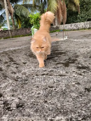 1+ Year Male Purebred Persian