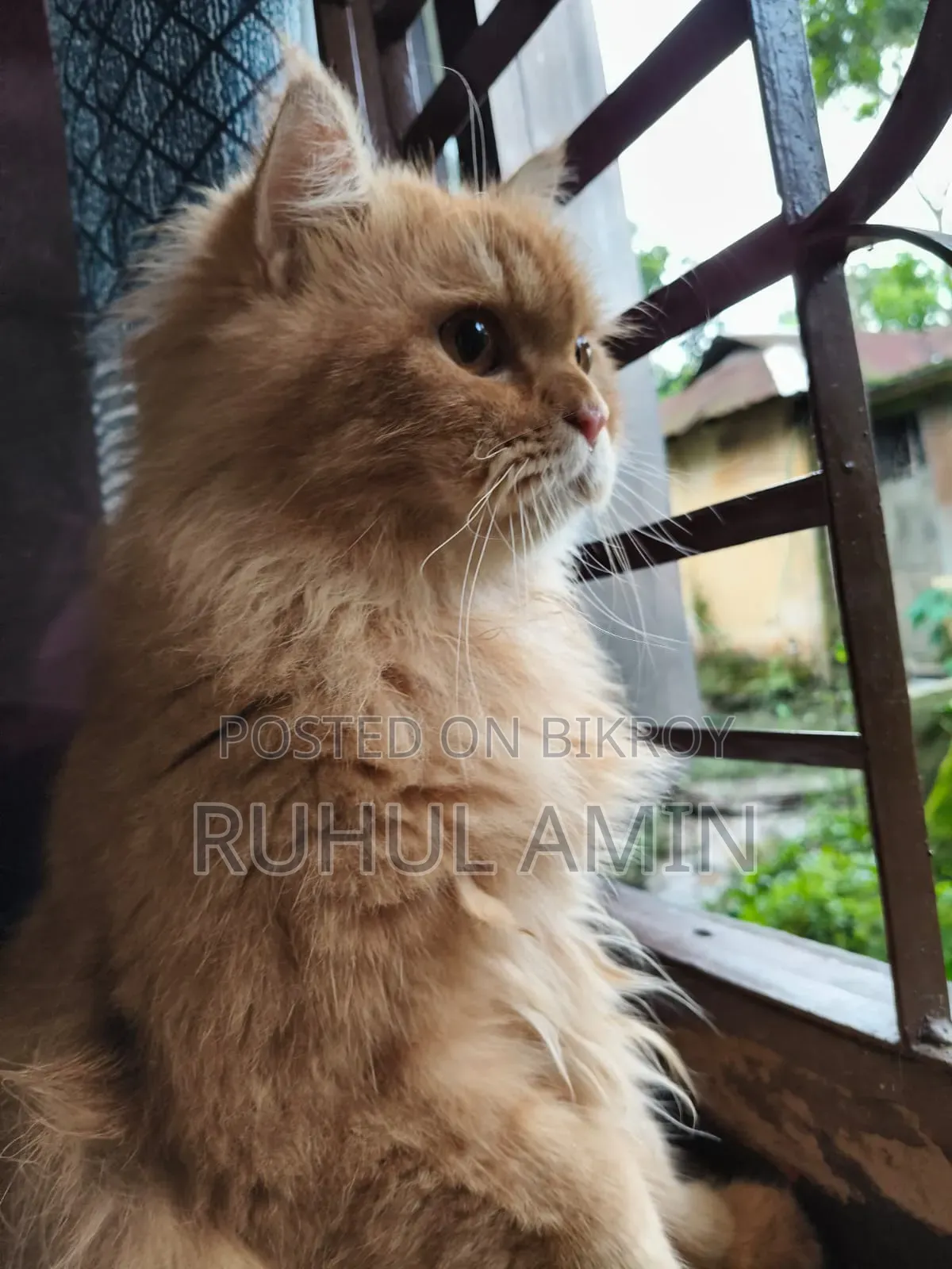 1+ Year Male Purebred Persian