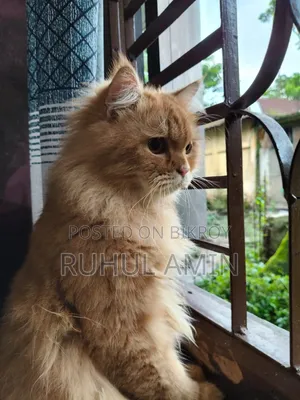 1+ Year Male Purebred Persian