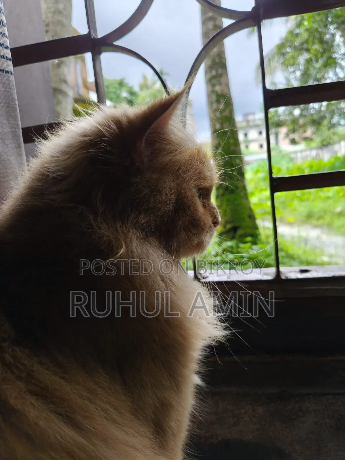 1+ Year Male Purebred Persian