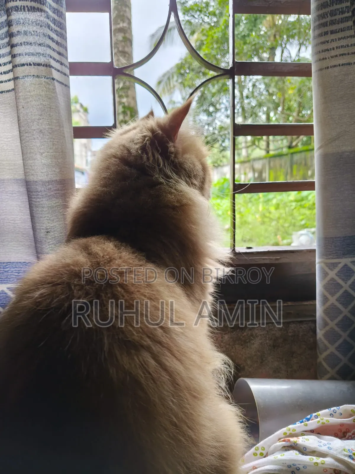 1+ Year Male Purebred Persian