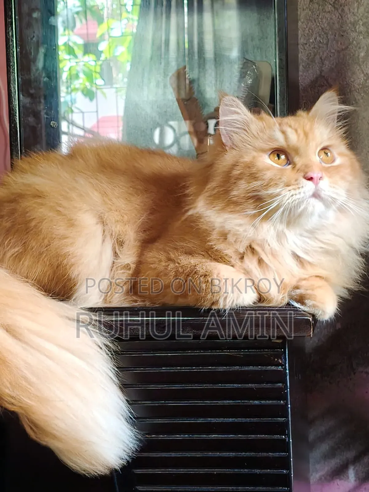1+ Year Male Purebred Persian