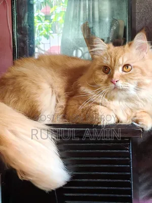 1+ Year Male Purebred Persian
