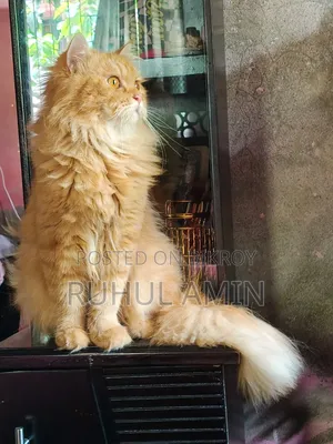 1+ Year Male Purebred Persian