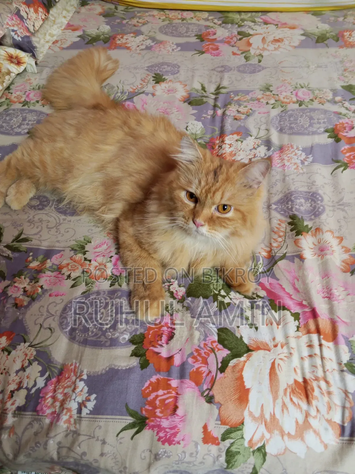 1+ Year Male Purebred Persian