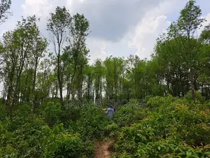 Urgent Sale of 40 Bighas of Tila Land – Maulvibazar Sadar, Sylhet