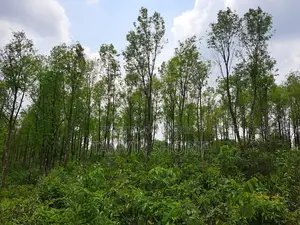 জরুরি ভিত্তিতে ৪০ বিঘা টিলা জমি বিক্রয় – মৌলভীবাজার সদর, সিলেট