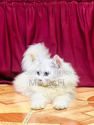 3-6 Months Male Purebred Persian