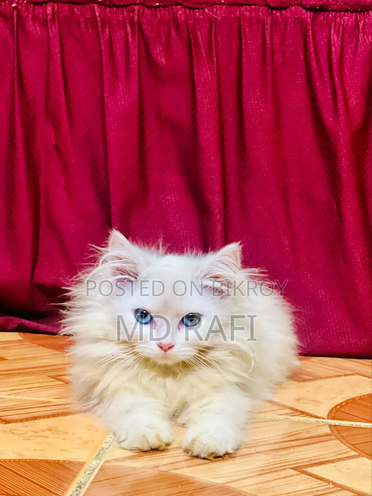 3-6 Months Male Purebred Persian
