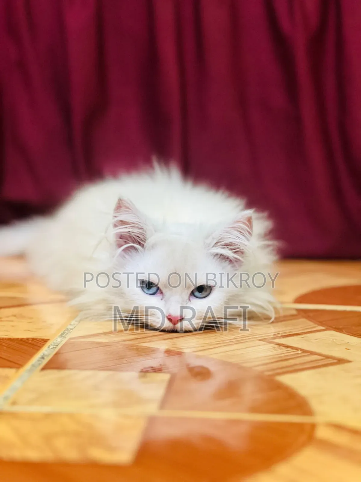 3-6 Months Male Purebred Persian