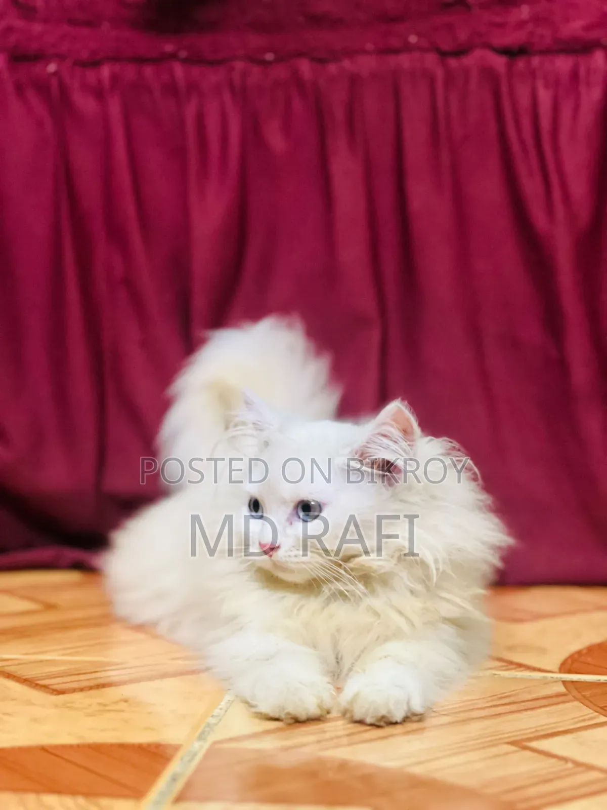 3-6 Months Male Purebred Persian