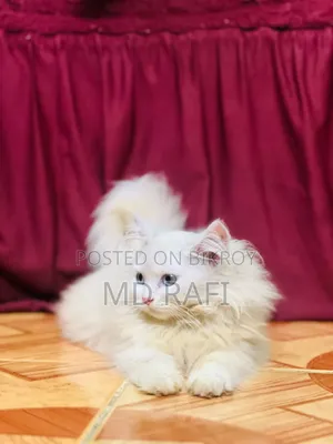 3-6 Months Male Purebred Persian