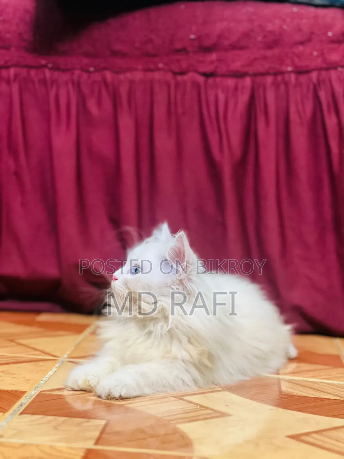 3-6 Months Male Purebred Persian