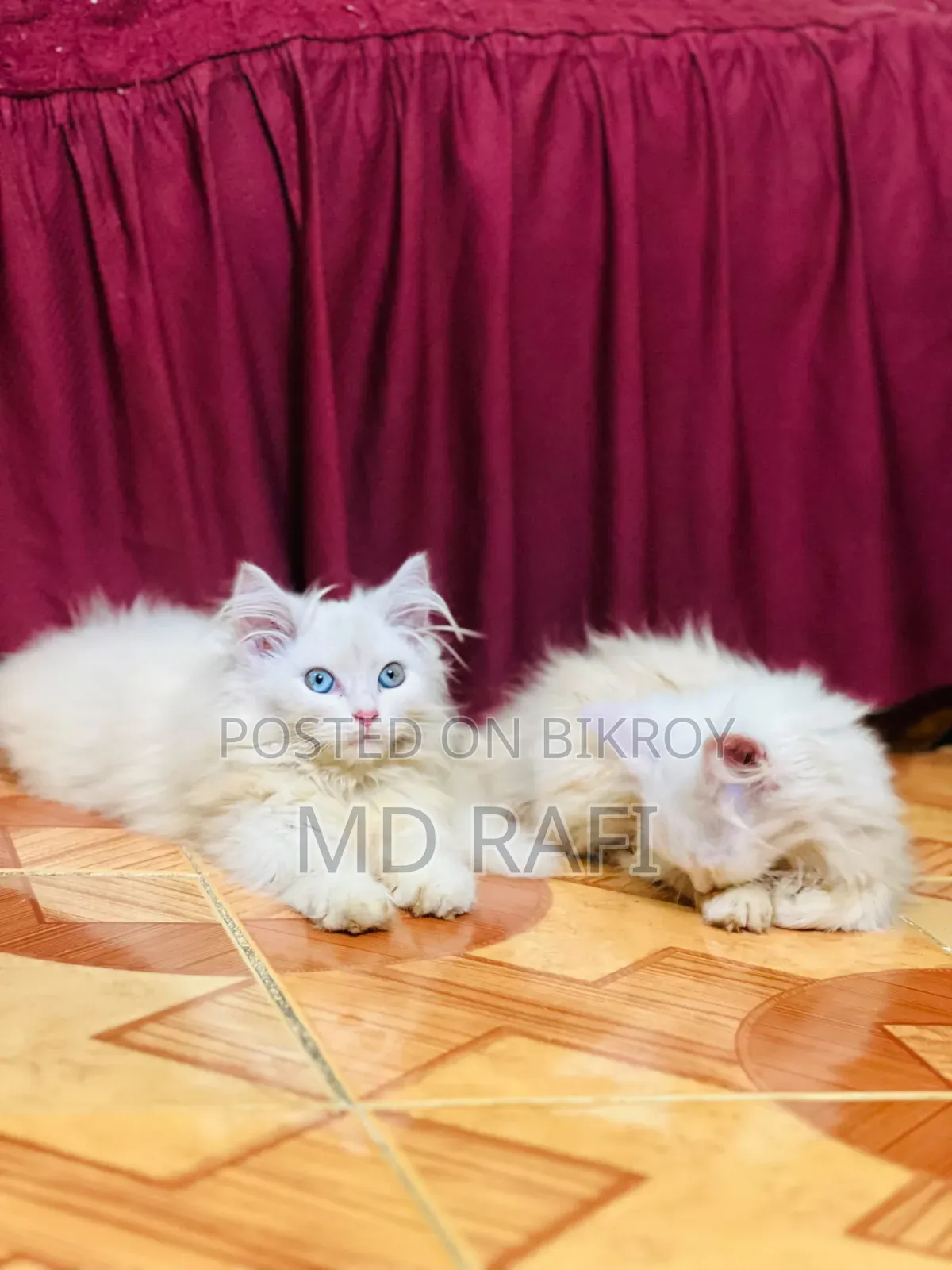 3-6 Months Male Purebred Persian