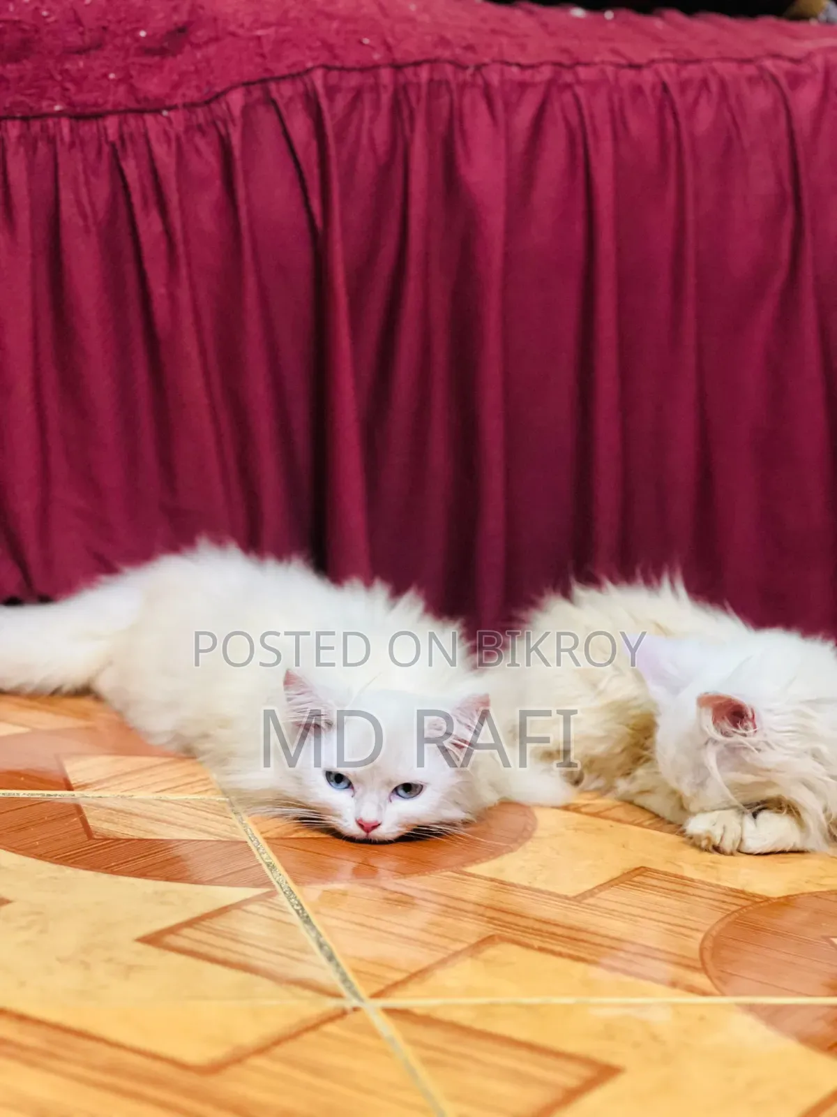 3-6 Months Male Purebred Persian