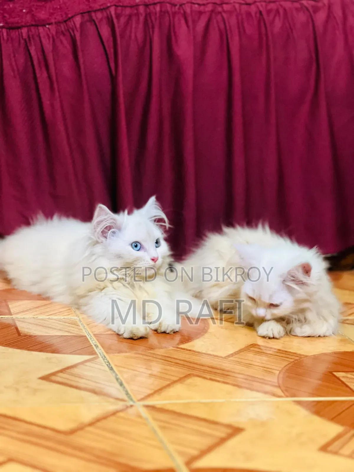 3-6 Months Male Purebred Persian