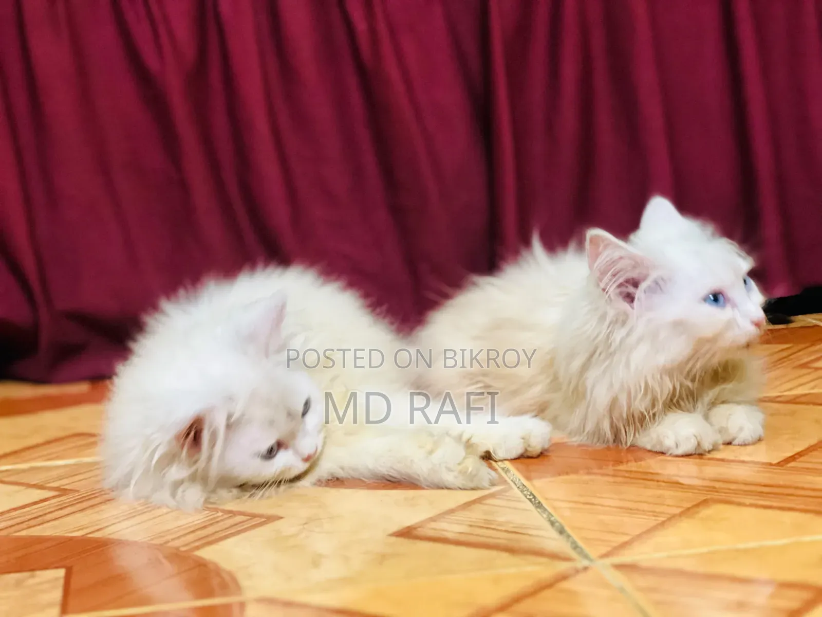 3-6 Months Male Purebred Persian