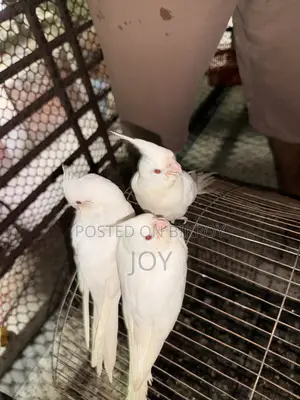 অ্যলবিনো ককাটিয়েল (Albino Cockatiel) বাচ্চা বিক্রয়