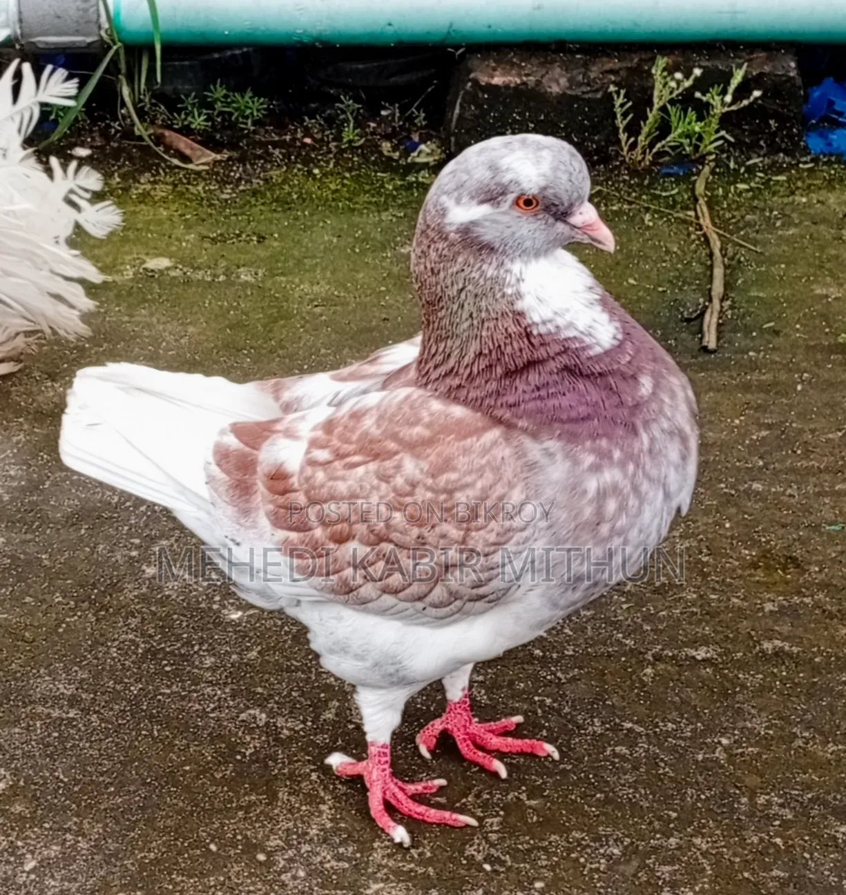 Modena Pigeon