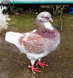 Modena Pigeon