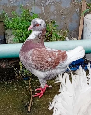 Modena Pigeon