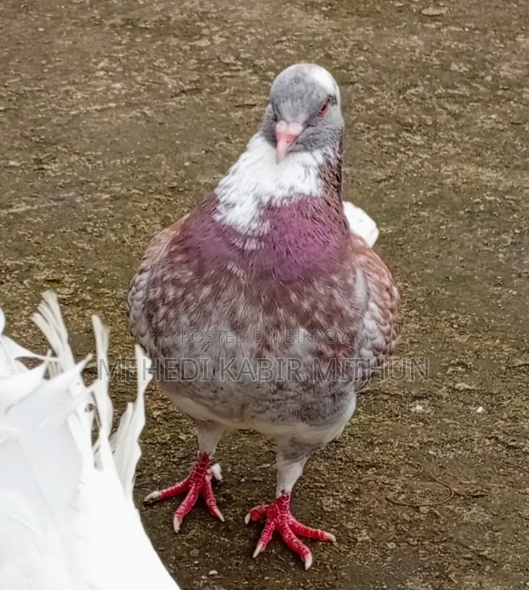 Modena Pigeon