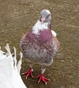 Modena Pigeon