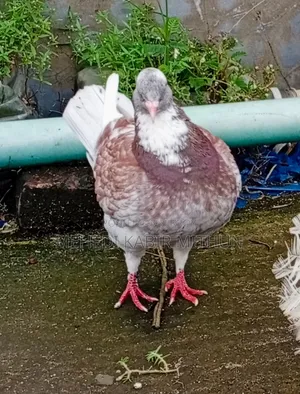 Modena Pigeon