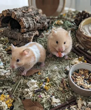 Hamster Low Price